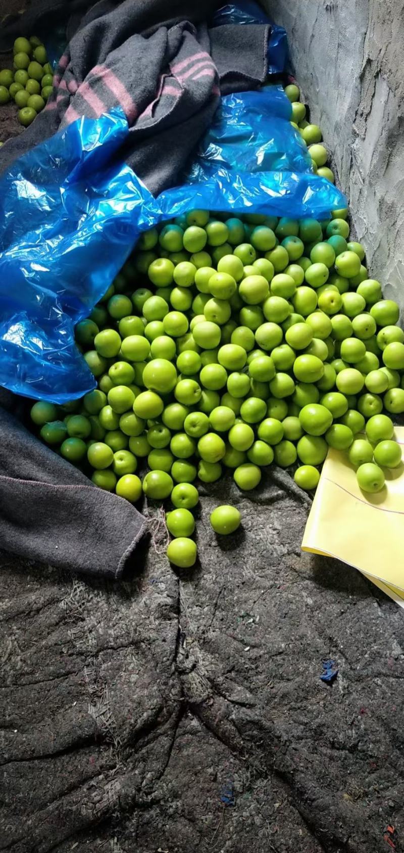 福建漳州台湾品种牛奶枣，