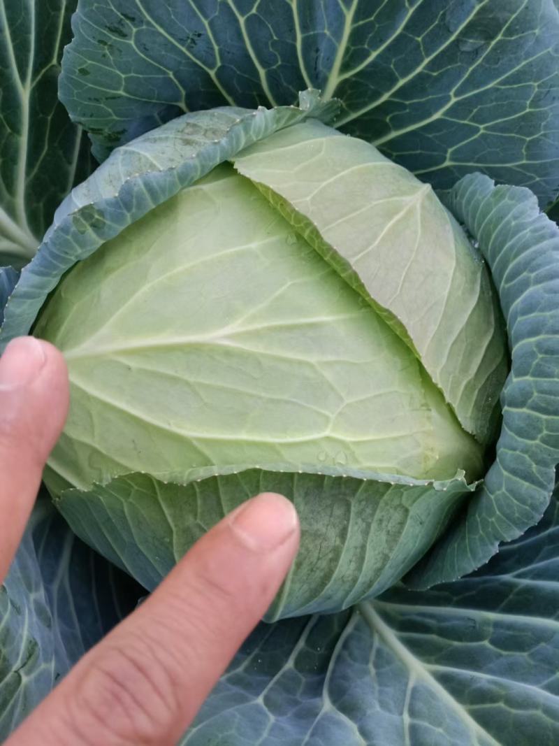 精品铁头扁包，货真价实
