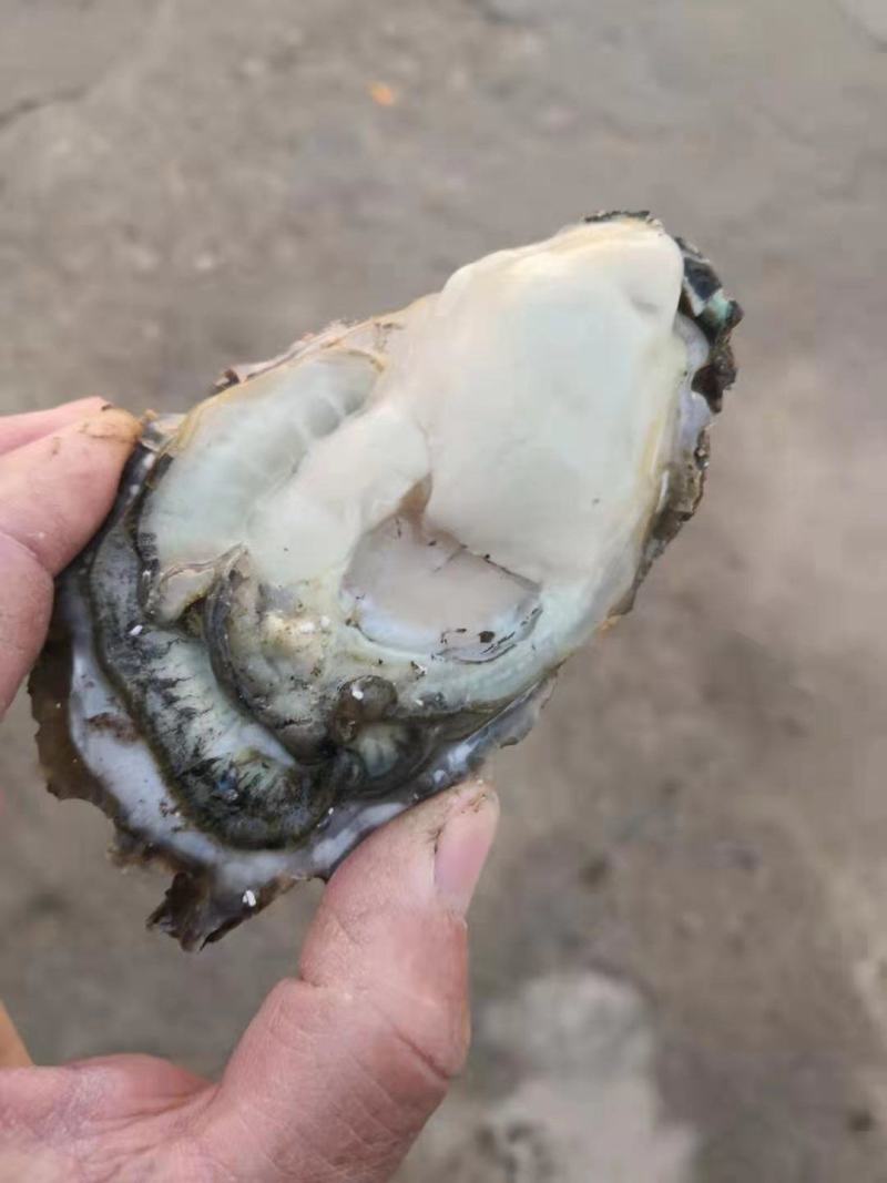 大连蚝黄蚝薄壳肥度8成以上全规格出货优先