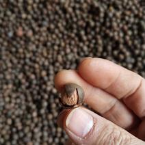 圆茶籽茶叶籽半干货榨油做种