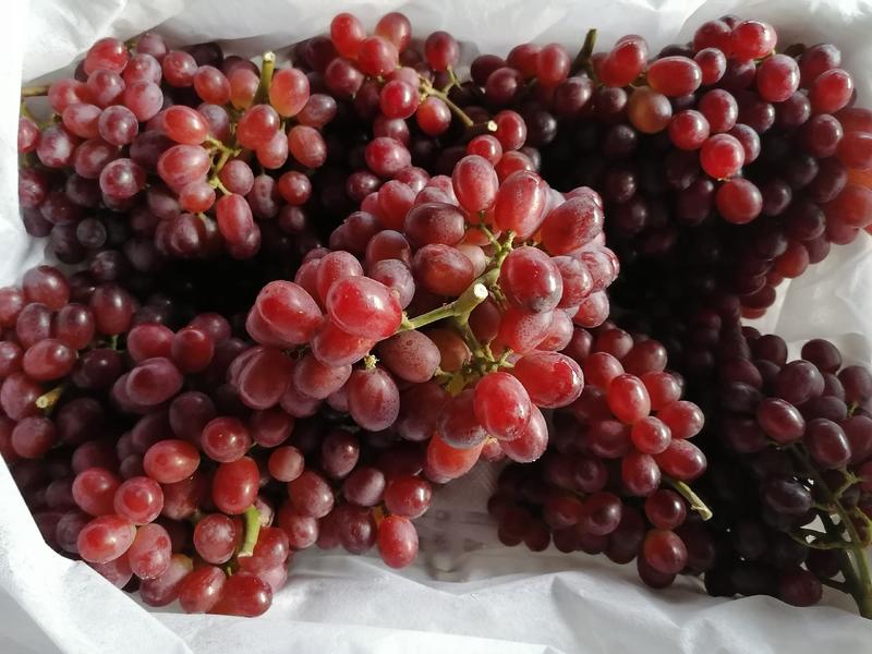 山西运城克伦生葡萄产地大量上市，口感甜脆，耐储耐存，。