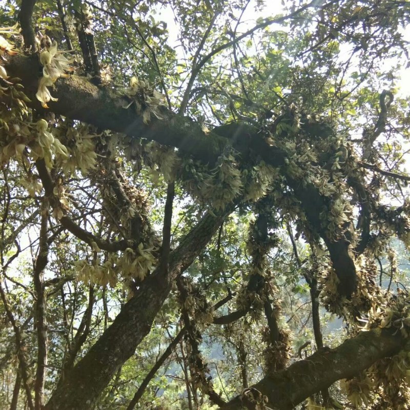 黑血藤，野生的药用价值高，