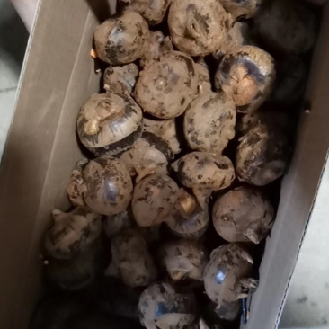 专业供商超，平台，电商，供货力强，可持续供货！