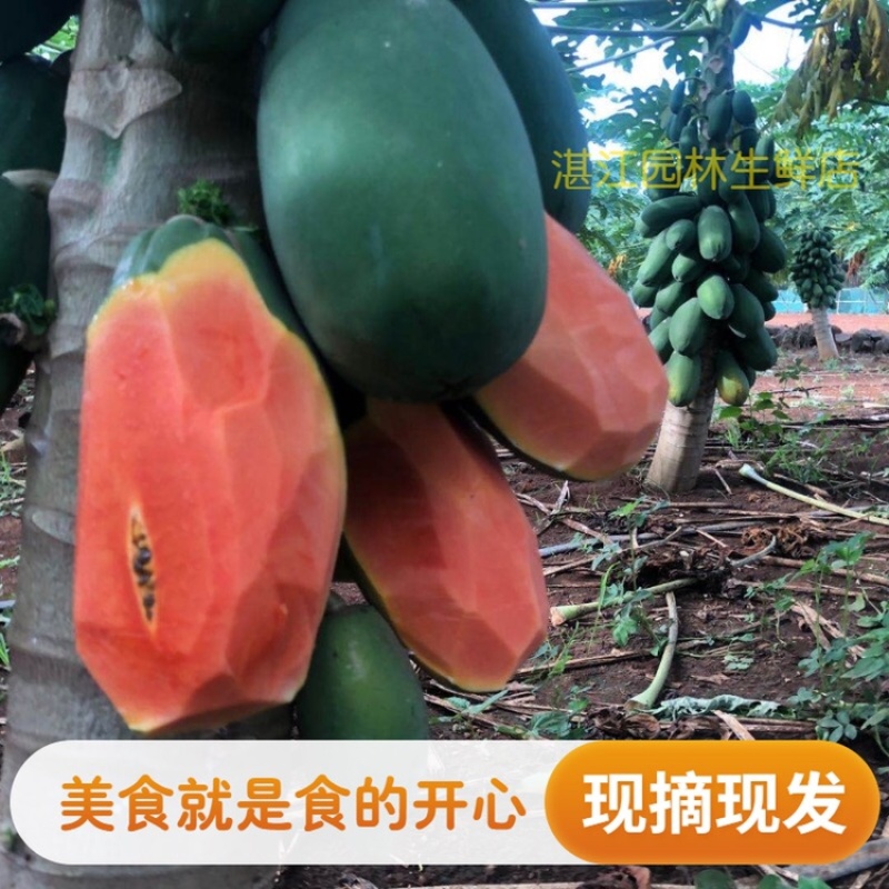 雷州冰糖红心木瓜牛奶木瓜一件代发谈价格