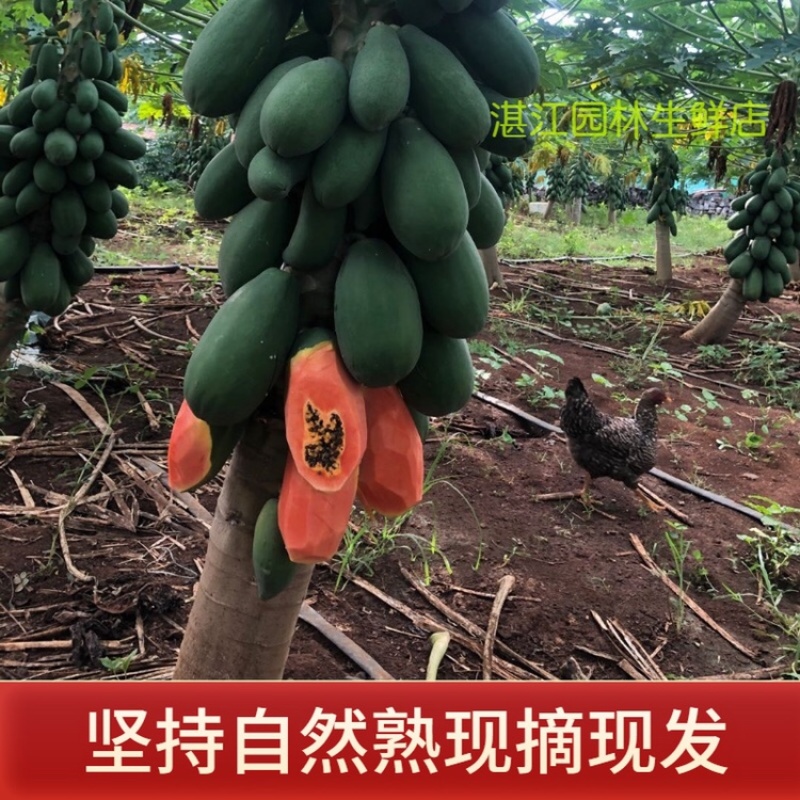 雷州冰糖红心木瓜牛奶木瓜一件代发谈价格