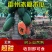 雷州冰糖红心木瓜牛奶木瓜一件代发谈价格