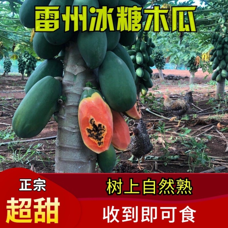 雷州冰糖红心木瓜牛奶木瓜一件代发谈价格
