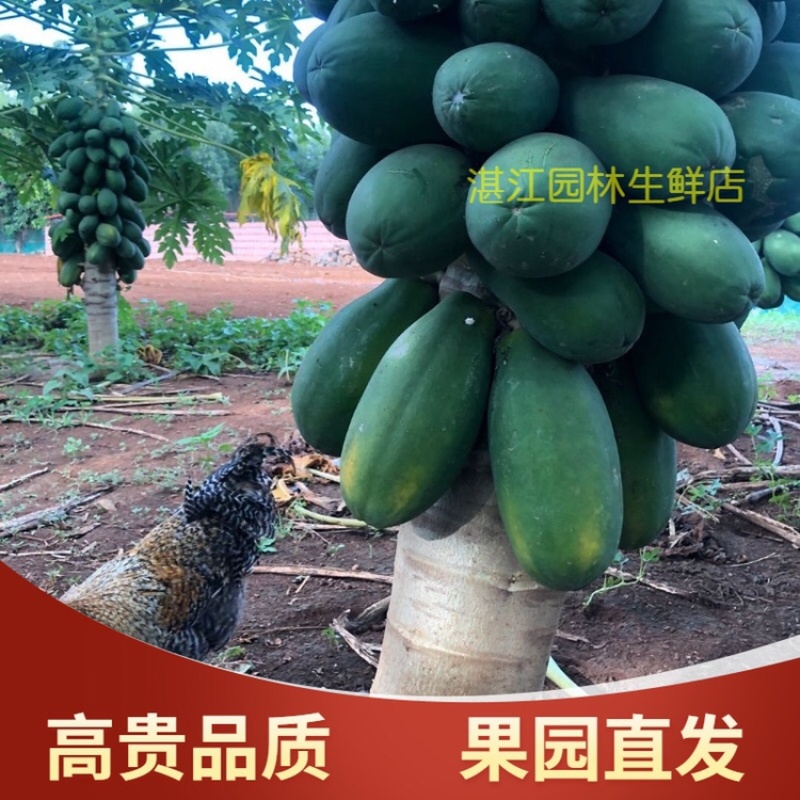 雷州冰糖红心木瓜牛奶木瓜一件代发谈价格
