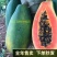 雷州冰糖红心木瓜牛奶木瓜一件代发谈价格