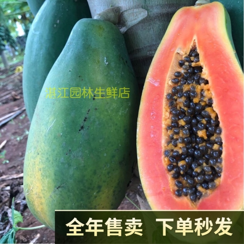 雷州冰糖红心木瓜牛奶木瓜一件代发谈价格