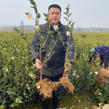 长林系列嫁接油茶苗，品种良