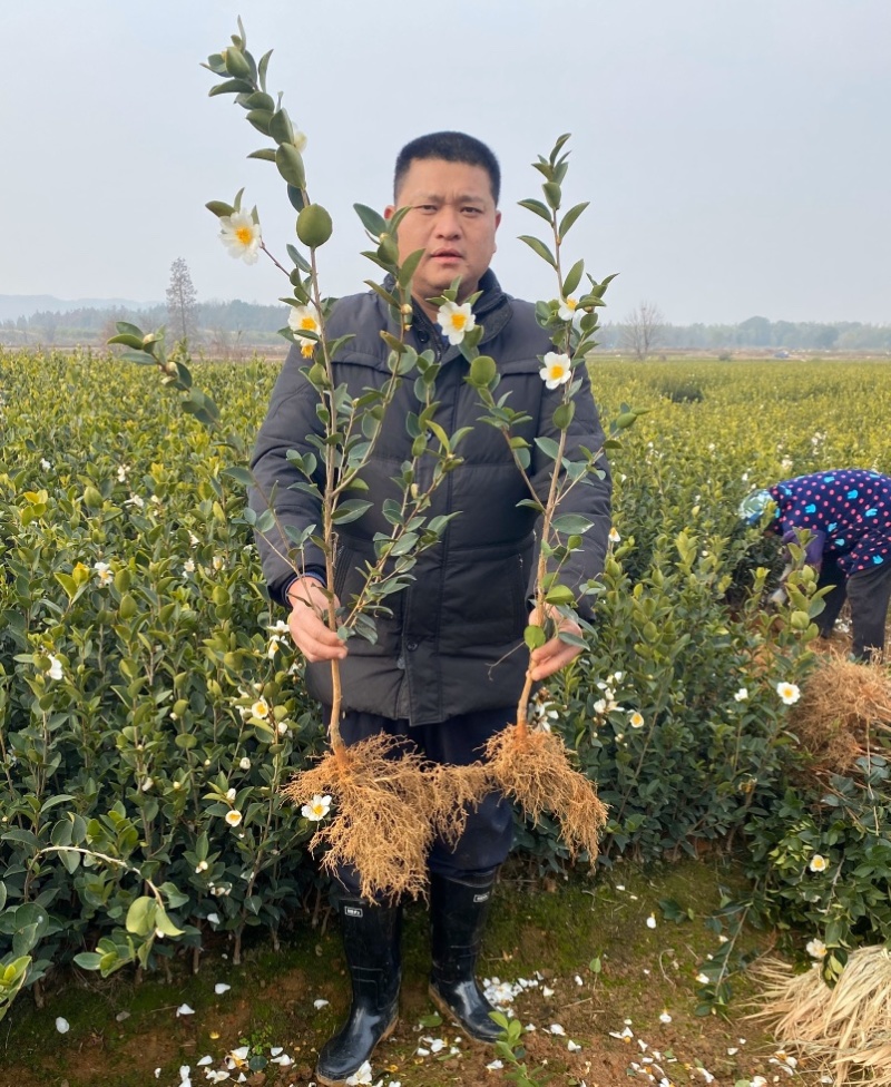 长林系列嫁接油茶苗，品种良