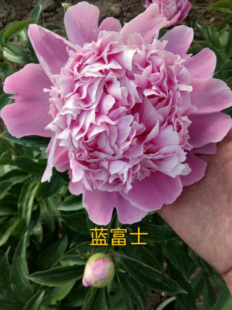 芍药，重瓣观赏芍药，鲜切花，保对版，包成活