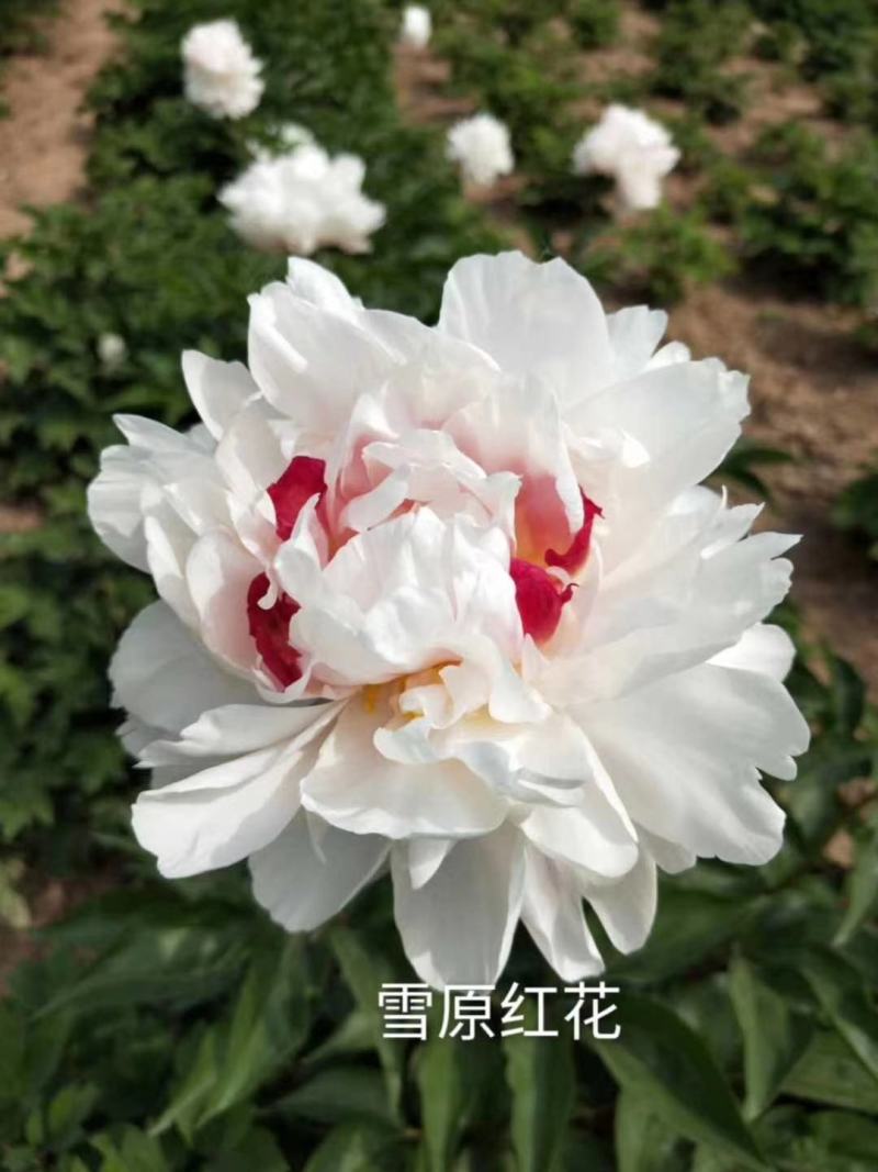 芍药，重瓣观赏芍药，鲜切花，保对版，包成活