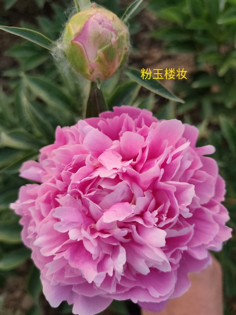 芍药，重瓣观赏芍药，鲜切花，保对版，包成活