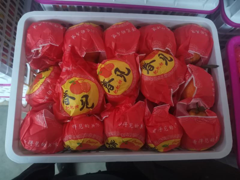 春见耙耙柑次果商品耙耙柑高次果蒲江耙耙柑精品次果鲜货产地