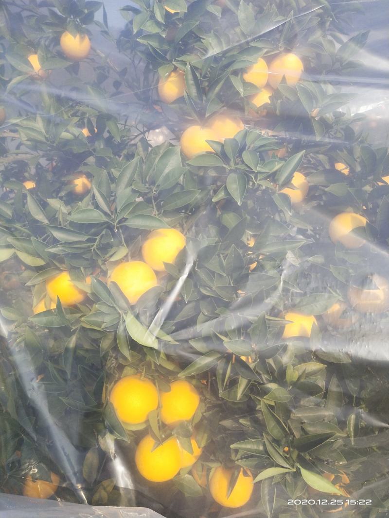 桂林灵川大境瑶族乡铁坑村蜜香橙大量上市，皮毛细，口感好，