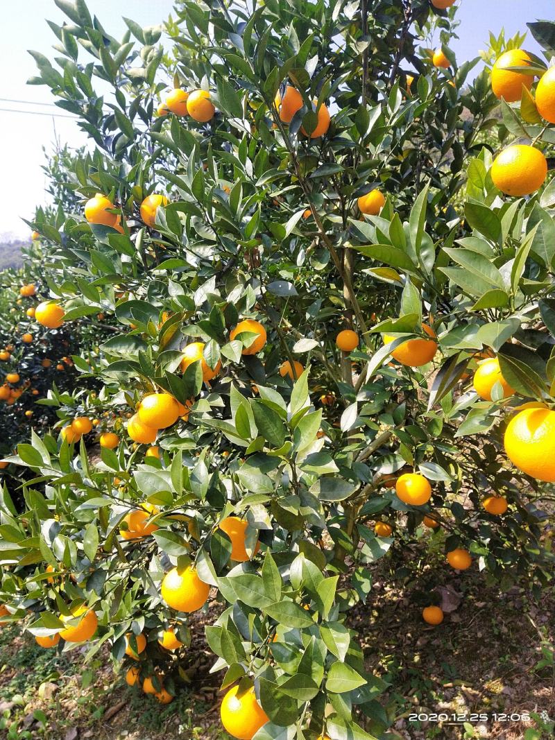 桂林灵川大境瑶族乡铁坑村蜜香橙大量上市，皮毛细，口感好，