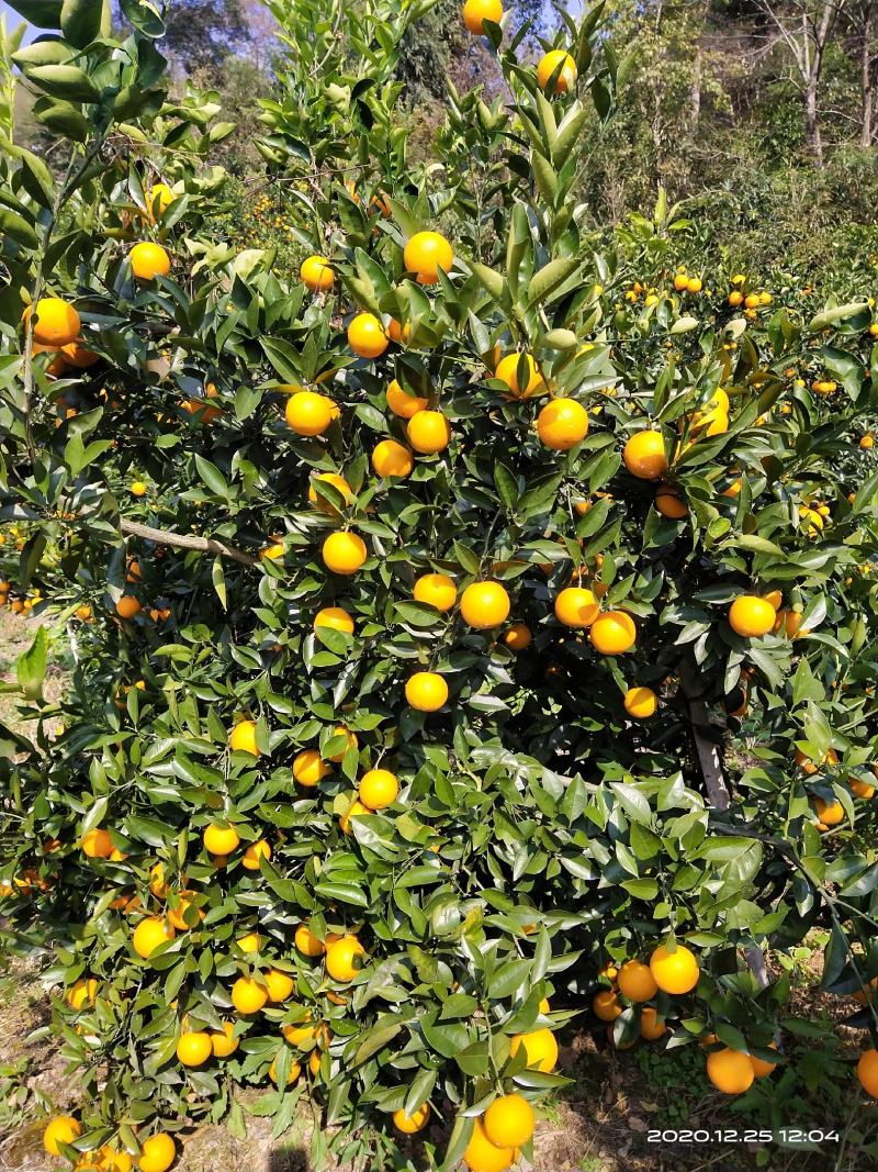 桂林灵川大境瑶族乡铁坑村蜜香橙大量上市，皮毛细，口感好，