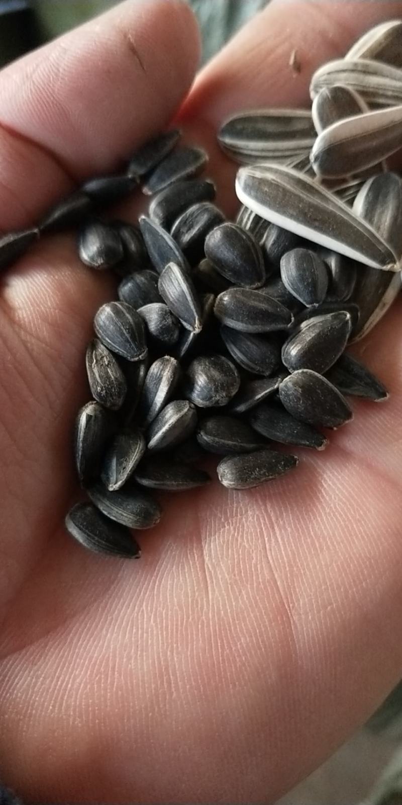 黑葵花籽，炒货专用，颗粒饱满，2020新货