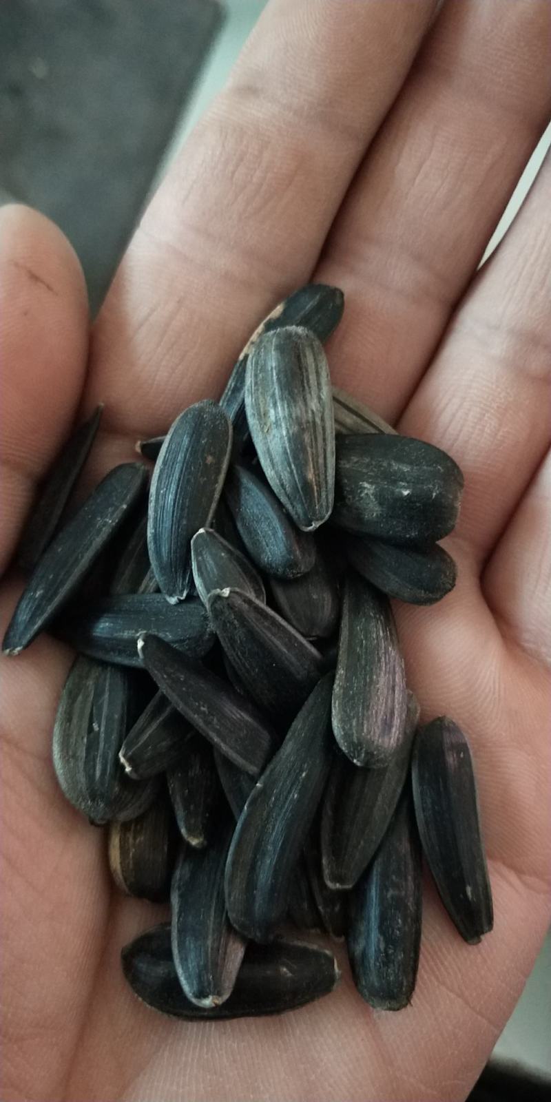 黑葵花籽，炒货专用，颗粒饱满，2020新货