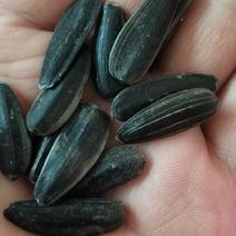 黑葵花籽，炒货专用，颗粒饱满，2020新货