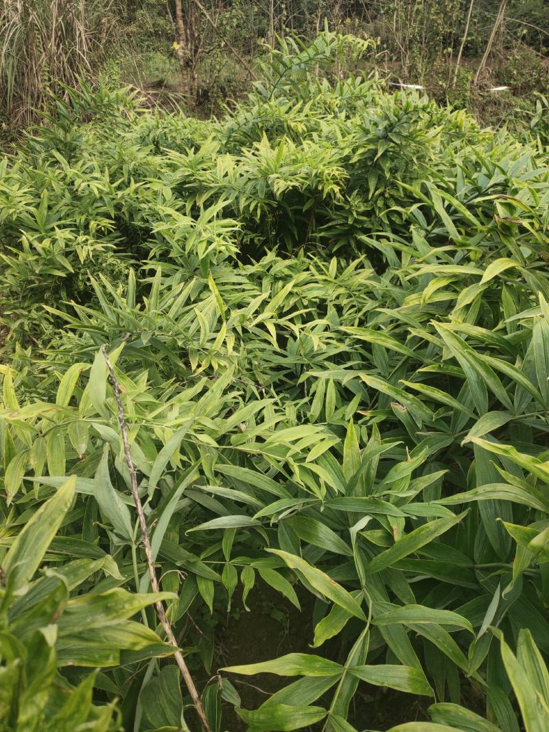 黄精四川姜形多花甜黄精各种规格均有，产量高投入少