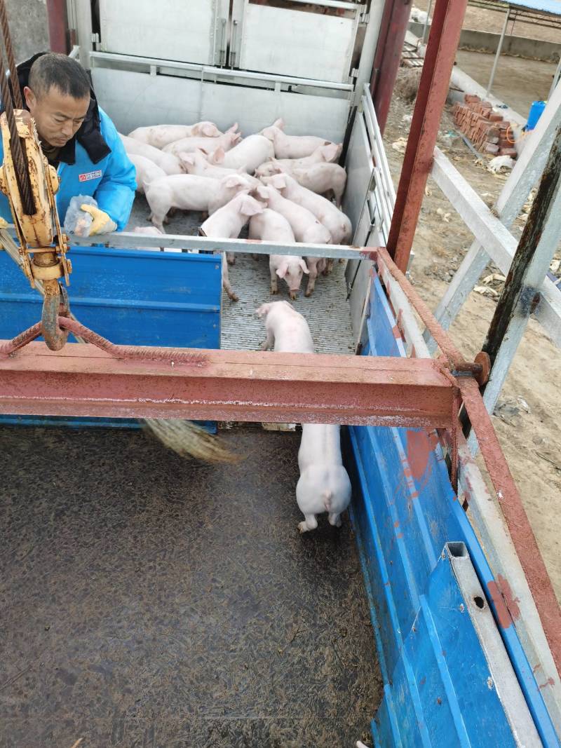出售山东优质外三元仔猪二元母猪小猪猪苗沂蒙黑猪