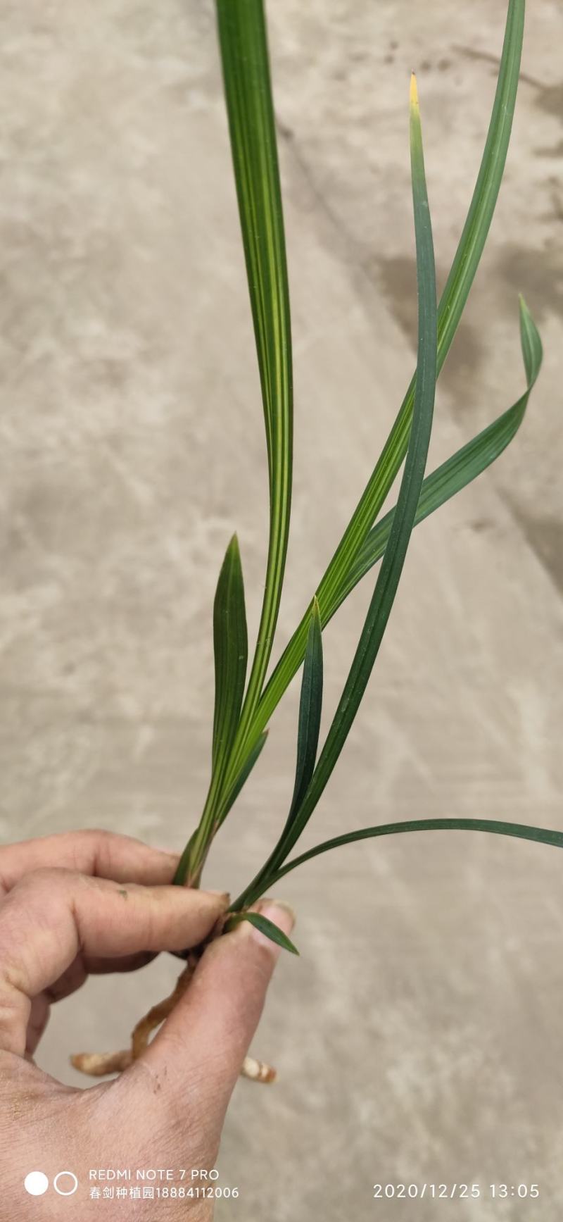 春剑进化中透线艺兰花