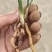 春剑进化中透线艺兰花