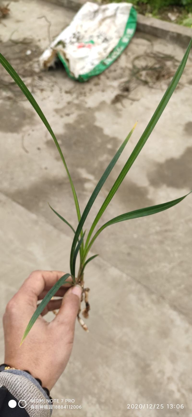 春剑进化中透线艺兰花