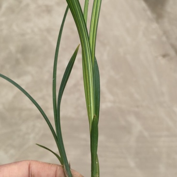 春剑进化中透线艺兰花