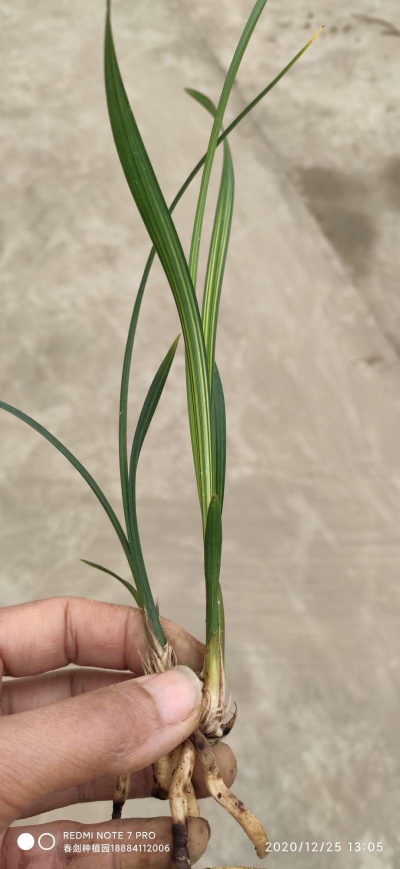 春剑进化中透线艺兰花