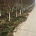 谁到花无红白日，紫薇长放半年花！董永故里
