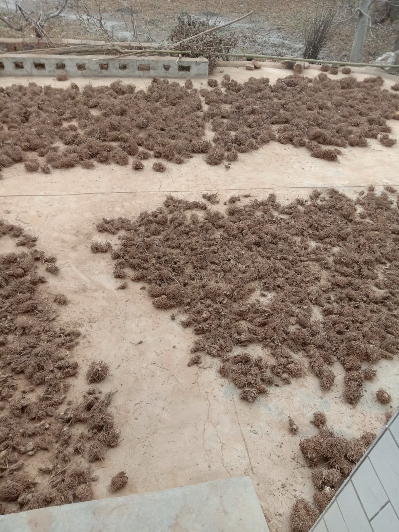 原产地陕西省宝鸡市陈仓区新北苍术，硃砂点北苍术，香味扑鼻