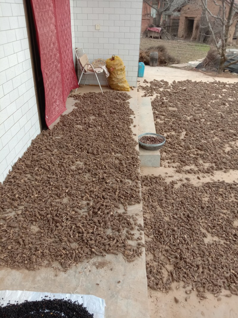 原产地陕西省宝鸡市陈仓区新北苍术，硃砂点北苍术，香味扑鼻