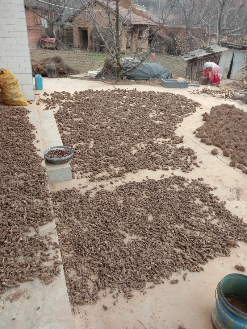 原产地陕西省宝鸡市陈仓区新北苍术，硃砂点北苍术，香味扑鼻