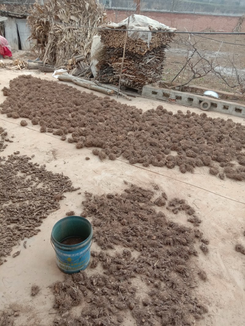 原产地陕西省宝鸡市陈仓区新北苍术，硃砂点北苍术，香味扑鼻