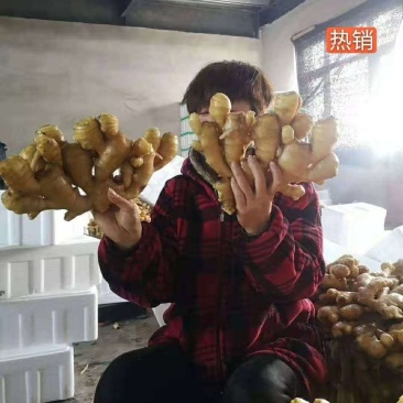 山东-生姜产地批发全国发货坏烂包赔（供电商）