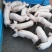 （三元仔猪）良心出售健康优质三元仔猪猪苗健康有保障，