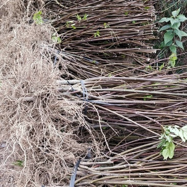 罗城县基地大量批发江西中花吴茱萸扦插苗健康大苗60公分以