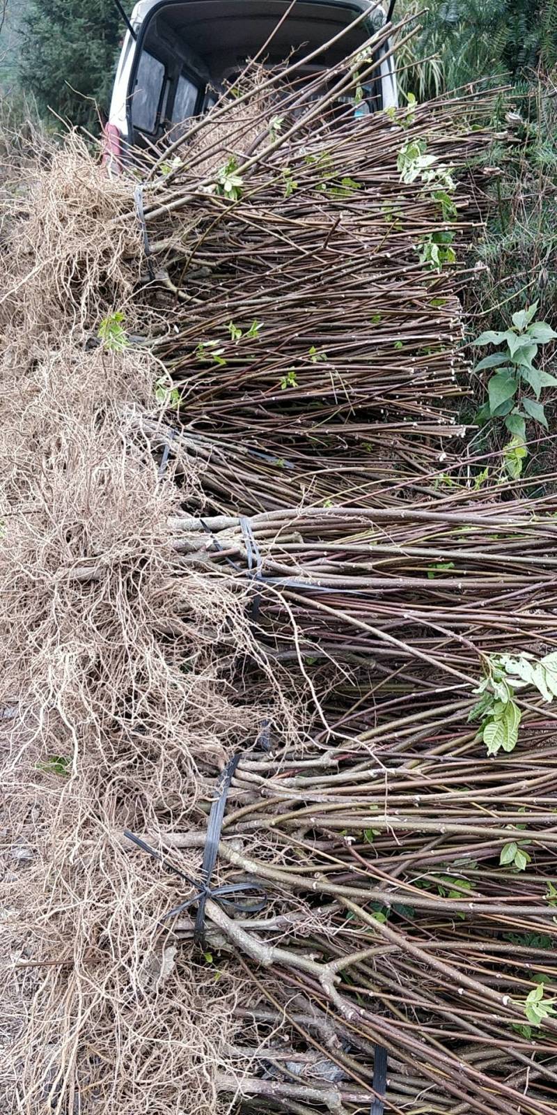 罗城县基地大量批发江西中花吴茱萸扦插苗健康大苗60公分以