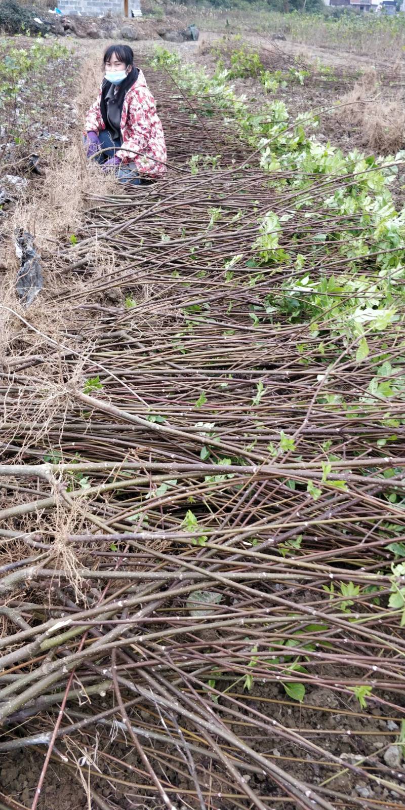 罗城县基地大量批发江西中花吴茱萸扦插苗健康大苗60公分以