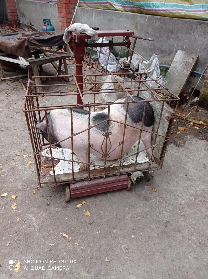 出售香猪年猪，自繁自养粮食养殖周期长，在成都彭州蒙阳镇