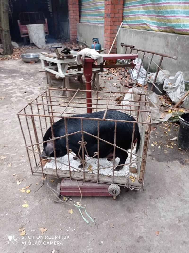 出售香猪年猪，自繁自养粮食养殖周期长，在成都彭州蒙阳镇