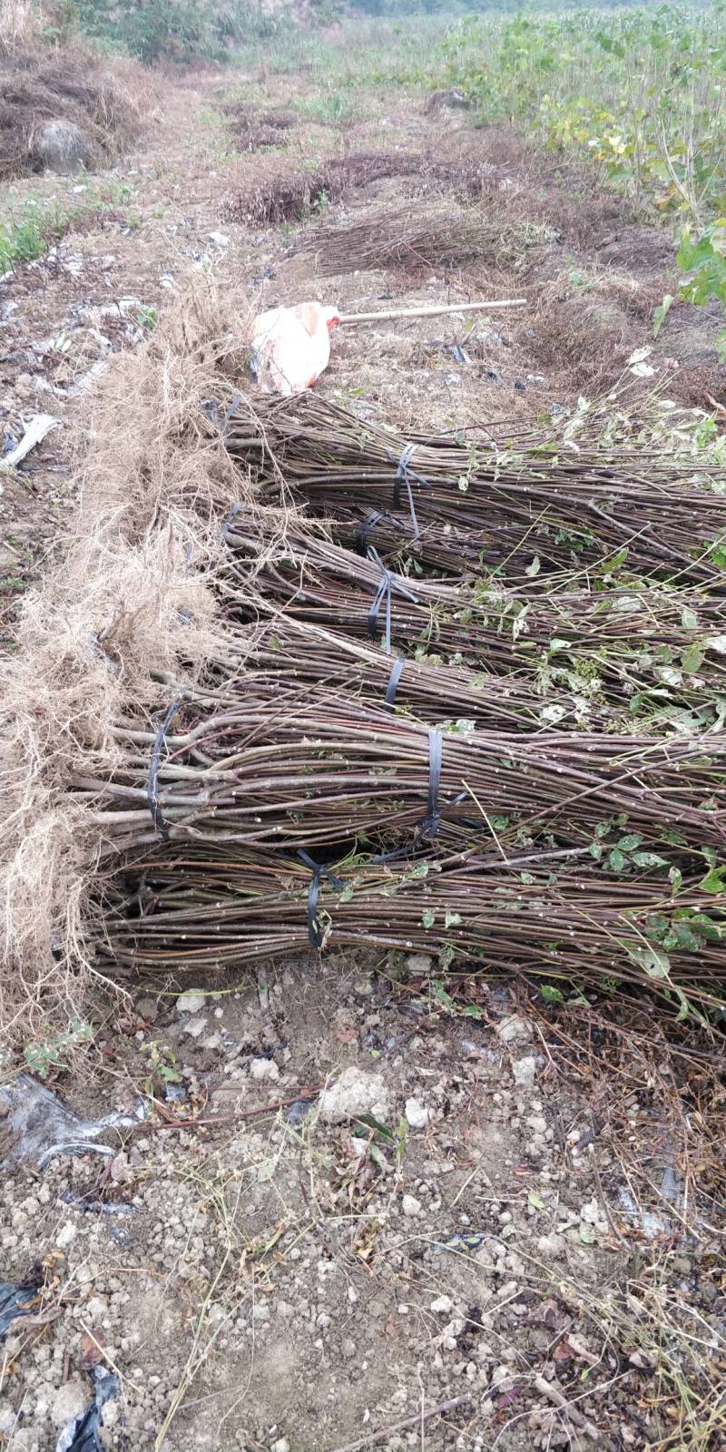 罗城县基地大量批发江西中花吴茱萸扦插苗健康大苗60公分以