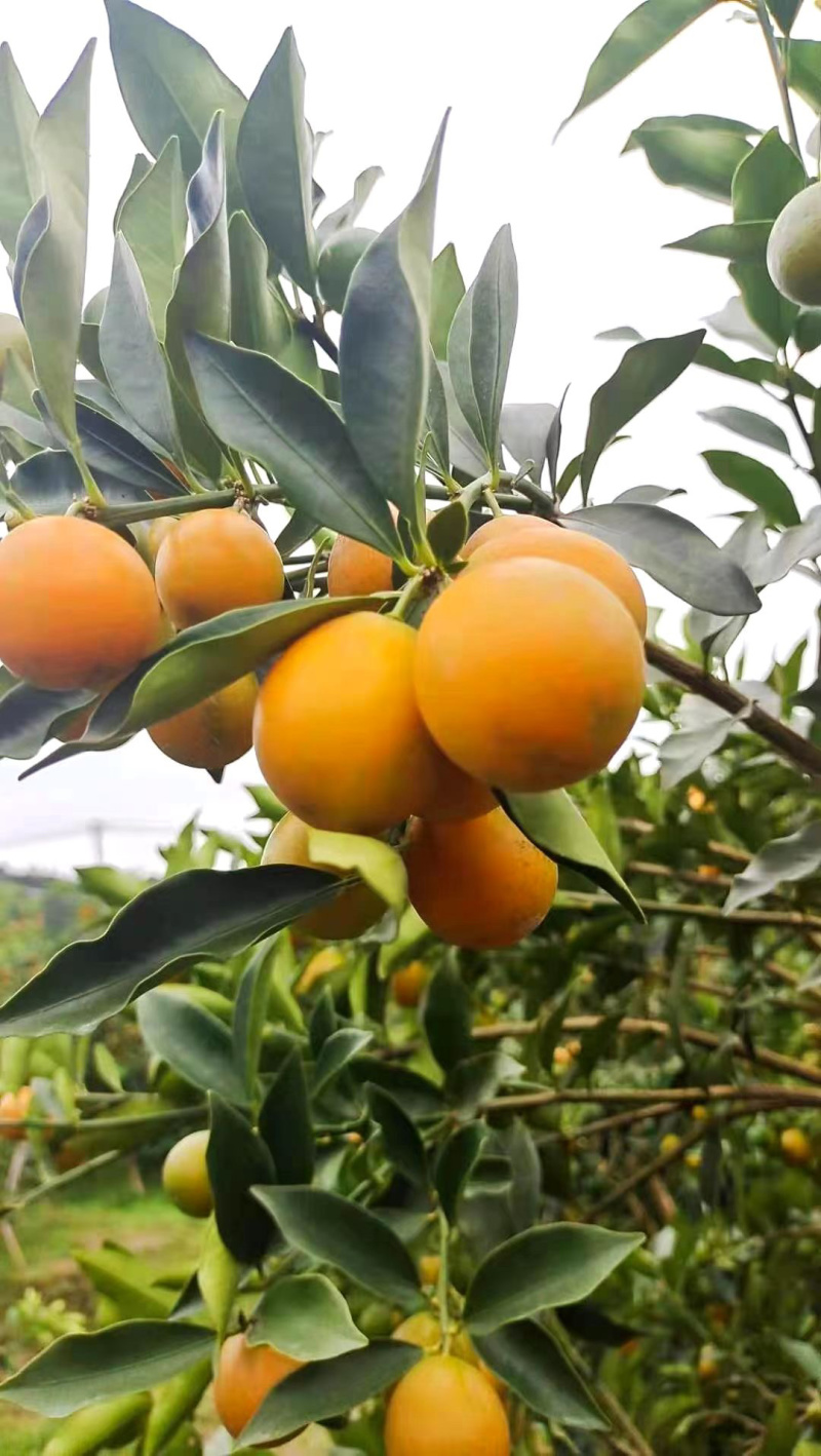 孕妇放心食用广西正宗融安金桔脆皮滑皮金桔自家果园顺丰包邮