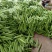 河南省油亮露天苦瓜，色泽深绿，欢迎批发商电商釆购