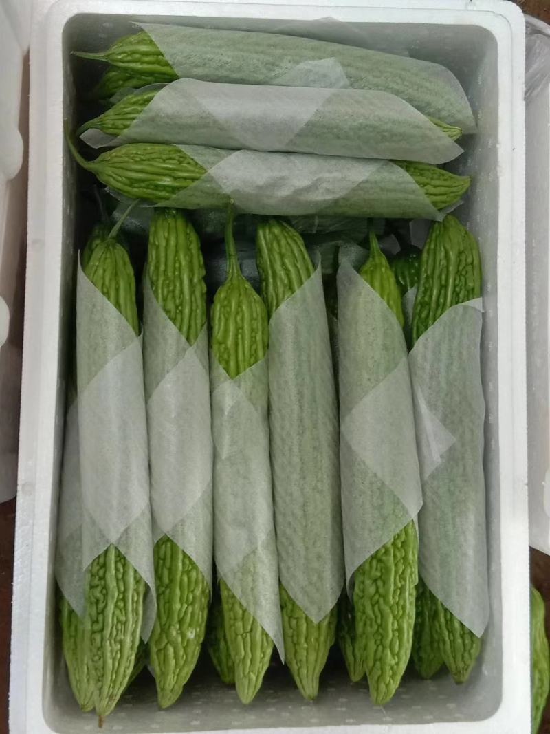 河南省油亮露天苦瓜，色泽深绿，欢迎批发商电商釆购