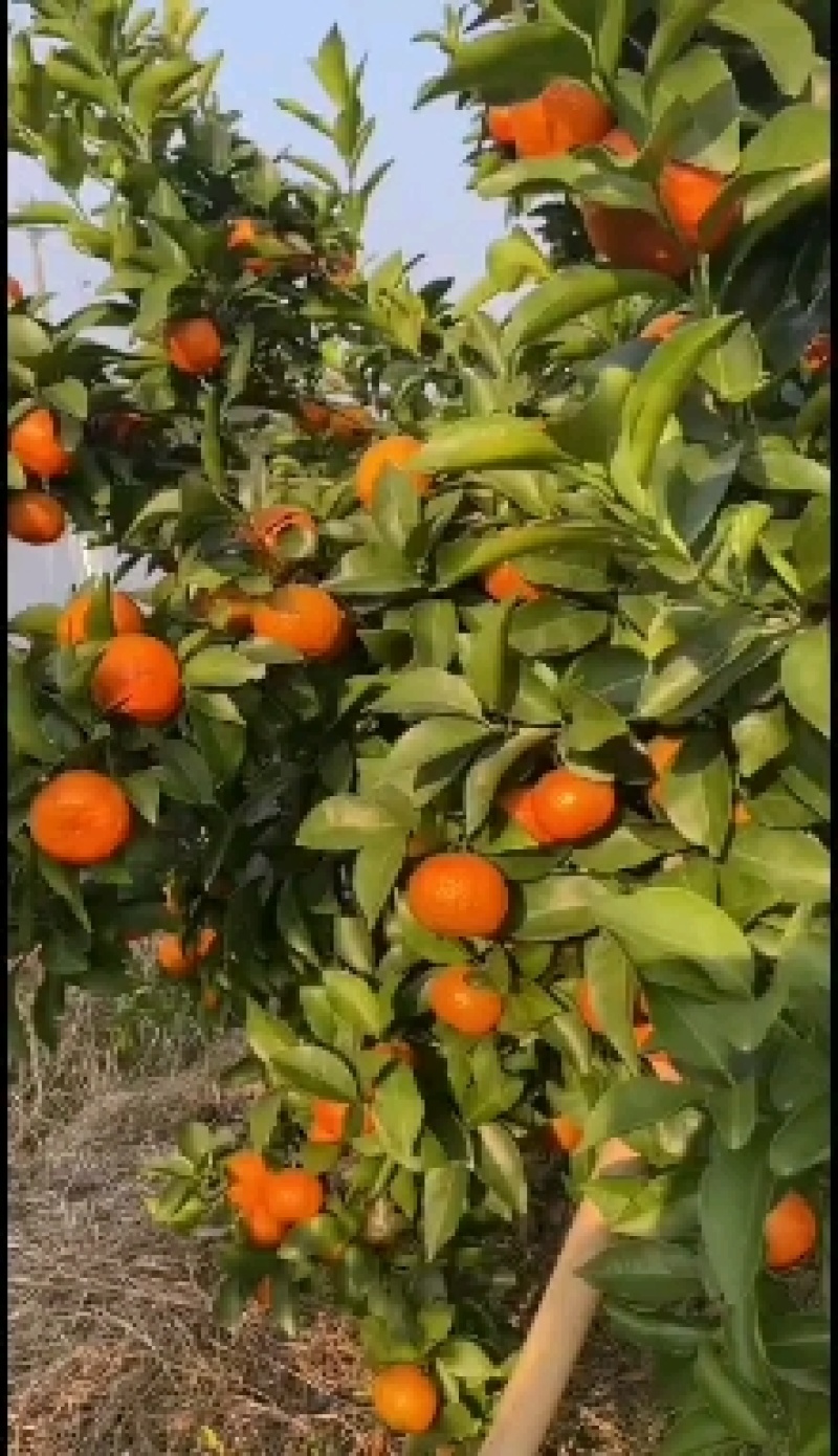 沙糖桔，阳山砂糖橘，口感好